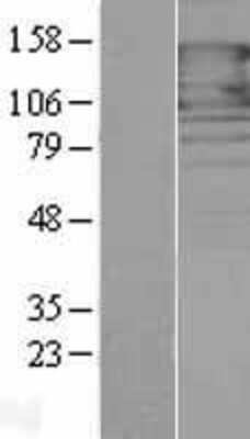Western Blot Protocadherin-1 Overexpression Lysate