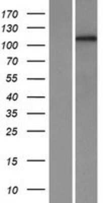 Western Blot Protocadherin-1 Overexpression Lysate