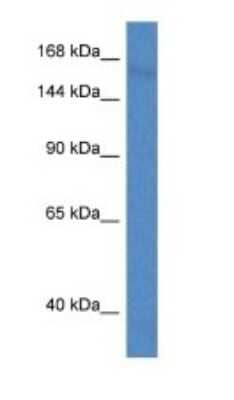 Western Blot: PCDH11 Antibody [NBP1-79198] - Titration: 1.0 ug/ml Positive Control: Mouse Brain.