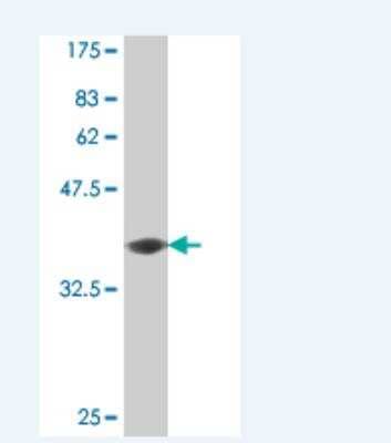 Western Blot: PCDH11 Antibody (1G5) [H00083259-M06] - Detection against Immunogen (37.73 KDa) .