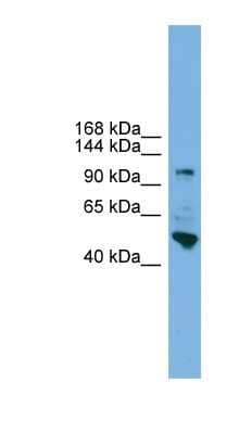 Western Blot: PCDH18 Antibody [NBP1-79315] - HepG2 cell lysate, concentration 0.2-1 ug/ml.