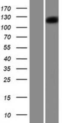 Western Blot: PCDH18 Overexpression Lysate (Adult Normal) [NBP2-06737] Left-Empty vector transfected control cell lysate (HEK293 cell lysate); Right -Over-expression Lysate for PCDH18.