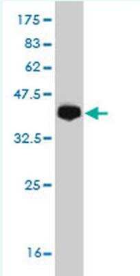 Western Blot: PCDH19 Antibody (2G10) [H00057526-M04] - WB validation against immunogen (37.11 KDa) which is - PCDH19 (NP_065817, 241 a.a. ~ 340 a.a) partial recombinant protein with GST tag. 