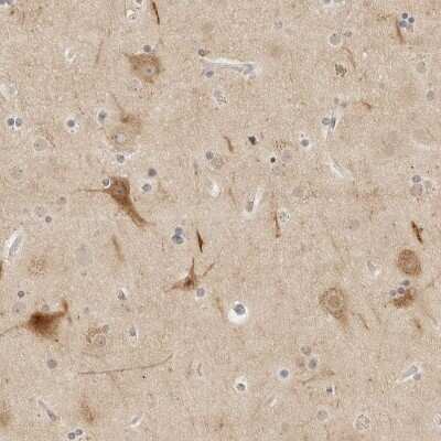 Immunohistochemistry-Paraffin: Protocadherin-19 Antibody [NBP1-83995] -  Staining of human cerebral cortex shows moderate cytoplasmic positivity in neuronal cells.
