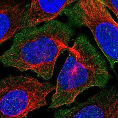 Immunocytochemistry/Immunofluorescence: PCDH7 Antibody [NBP2-58138] - Staining of human cell line U-2 OS shows localization to plasma membrane.