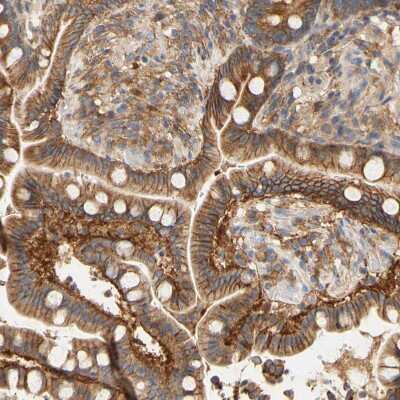 Immunohistochemistry-Paraffin: PCDH7 Antibody [NBP1-88610] - Staining of human colon shows strong membranous positivity in glandular cells.