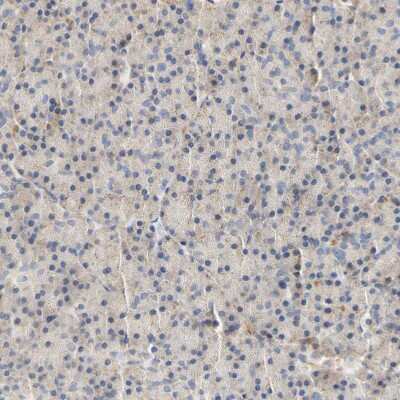Immunohistochemistry-Paraffin: PCDH7 Antibody [NBP1-88610] - Staining of human pancreas shows very weak cytoplasmic positivity in exocrine glandular cells.