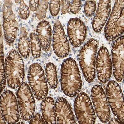 Immunohistochemistry-Paraffin: PCDH7 Antibody [NBP1-88610] - Staining of human stomach shows strong membranous positivity in glandular cells.