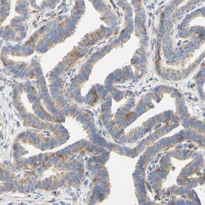 Immunohistochemistry-Paraffin: PCDH7 Antibody [NBP1-88610] - Staining of human Fallopian tube shows weak to moderate membranous positivity in glandular cells.