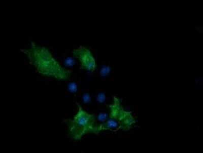 Immunocytochemistry/Immunofluorescence: PCDH7 Antibody (OTI1F7) - Azide and BSA Free [NBP2-73269] - Analysis of COS7 cells transiently transfected by pCMV6-ENTRY PCDH7.