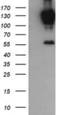 Western Blot: PCDH7 Antibody (OTI1F7) - Azide and BSA Free [NBP2-73269] - Analysis of HEK293T cells were transfected with the pCMV6-ENTRY control (Left lane) or pCMV6-ENTRY PCDH7.