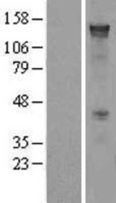 Western Blot: PCDH7 Overexpression Lysate (Adult Normal) [NBL1-14152] Left-Empty vector transfected control cell lysate (HEK293 cell lysate); Right -Over-expression Lysate for PCDH7.