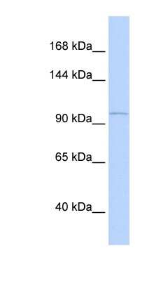Western Blot: PCDH8 Antibody [NBP1-59272] - 721_B cell lysate, concentration 0.2-1 ug/ml.