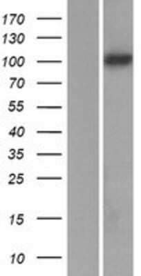 Western Blot Protocadherin-8 Overexpression Lysate