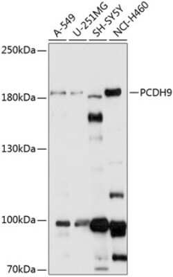 Western Blot: PCDH9 Antibody [NBP2-93839] - Analysis of extracts of various cell lines, using PCDH9 at 1:1000 dilution.Secondary antibody: HRP Goat Anti-Rabbit IgG (H+L) at 1:10000 dilution.Lysates/proteins: 25ug per lane.Blocking buffer: 3% nonfat dry milk in TBST.Detection: ECL Basic Kit .Exposure time: 30s.