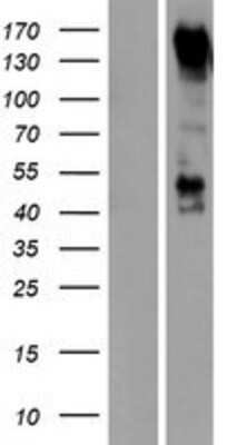 Western Blot PCDH9 Overexpression Lysate