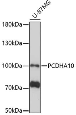 Western Blot: PCDHA10 Antibody [NBP2-93155] - Analysis of extracts of U-87MG cells, using PCDHA10 at 1:1000 dilution.Secondary antibody: HRP Goat Anti-Rabbit IgG (H+L) at 1:10000 dilution.Lysates/proteins: 25ug per lane.Blocking buffer: 3% nonfat dry milk in TBST.Detection: ECL Basic Kit .Exposure time: 30s.