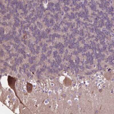 Immunohistochemistry-Paraffin: PCDHA12 Antibody [NBP2-48645] - Staining of human cerebellum shows cytoplasmic positivity in purkinje cells.