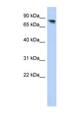 Western Blot: PCDHA12 Antibody [NBP1-59252] - Titration: 0.2-1 ug/ml, Positive Control: Human brain.