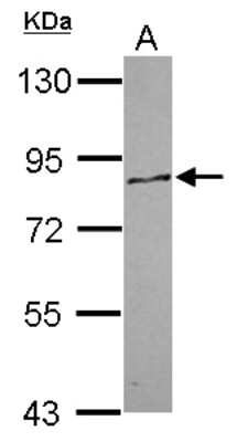 Western Blot: PCDHA12 Antibody [NBP2-19722] - Sample (30 ug of whole cell lysate) A: U87-MG 7. 5% SDS PAGE gel, diluted at 1:1000.