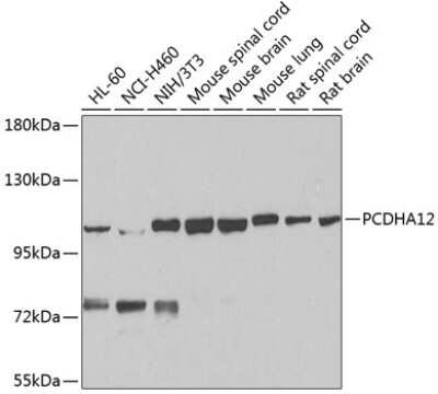 Western Blot: PCDHA12 Antibody [NBP2-94710] - Analysis of extracts of various cell lines, using PCDHA12 at 1:1000 dilution.Secondary antibody: HRP Goat Anti-Rabbit IgG (H+L) at 1:10000 dilution.Lysates/proteins: 25ug per lane.Blocking buffer: 3% nonfat dry milk in TBST.Detection: ECL Basic Kit .Exposure time: 90s.