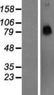 Western Blot: PCDHA4 Overexpression Lysate (Adult Normal) [NBP2-06121] Left-Empty vector transfected control cell lysate (HEK293 cell lysate); Right -Over-expression Lysate for PCDHA4.