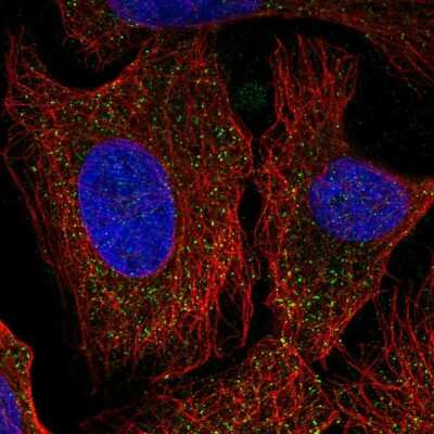 Immunocytochemistry/Immunofluorescence: PCDHA6 Antibody [NBP2-57234] - Staining of human cell line U-2 OS shows localization to vesicles.