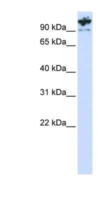 Western Blot: PCDHA6 Antibody [NBP1-59262] - 293T cells lysate, concentration 0.2-1 ug/ml.