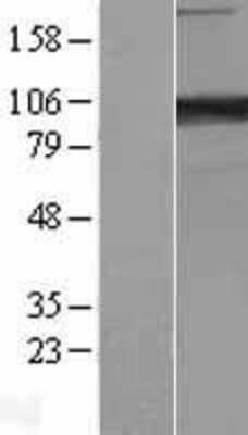 Western Blot: PCDHA6 Overexpression Lysate (Adult Normal) [NBL1-14153] Left-Empty vector transfected control cell lysate (HEK293 cell lysate); Right -Over-expression Lysate for PCDHA6.