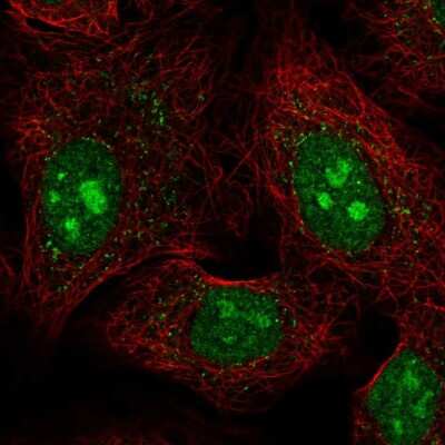 Immunocytochemistry/ Immunofluorescence PCDHAC1 Antibody