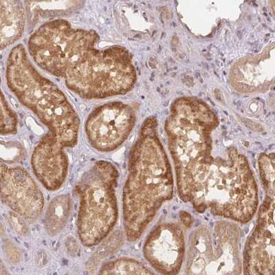 Immunohistochemistry-Paraffin: PCDHB1 Antibody [NBP2-30466] - Staining of human kidney shows strong cytoplasmic positivity in cells in tubules.