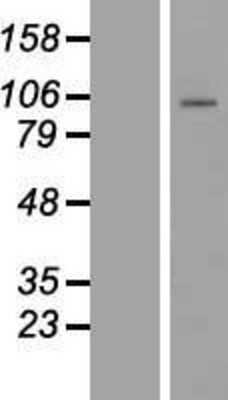 Western Blot: PCDHB1 Overexpression Lysate (Adult Normal) [NBL1-14155] Left-Empty vector transfected control cell lysate (HEK293 cell lysate); Right -Over-expression Lysate for PCDHB1.
