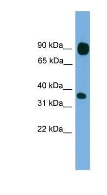 Western Blot PCDHB15 Antibody - BSA Free
