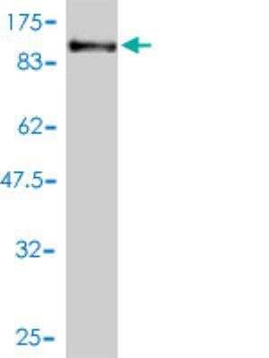 Western Blot: PCDHB16 Antibody (3F12-2A6) [H00057717-M01] - detection against Immunogen (111.1 KDa) .
