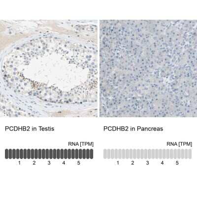 Immunohistochemistry-Paraffin: PCDHB2 Antibody [NBP2-30922] - Staining in human testis and pancreas tissues using anti-PCDHB2 antibody. Corresponding PCDHB2 RNA-seq data are presented for the same tissues.