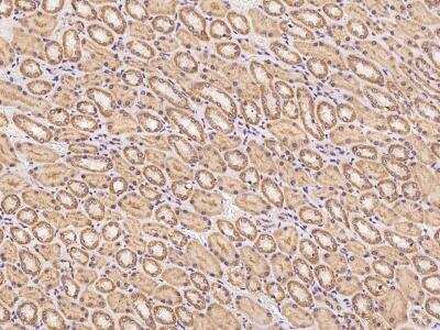 Immunohistochemistry-Paraffin PCDHB2 Antibody - BSA Free