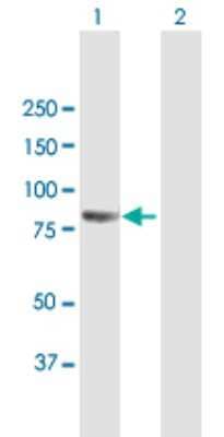 Western Blot PCDHB2 Antibody - Azide and BSA Free