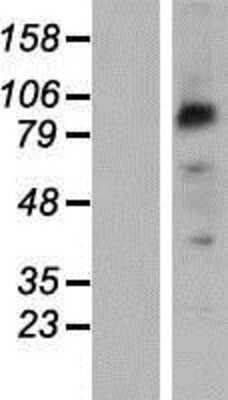 Western Blot: PCDHB2 Overexpression Lysate (Adult Normal) [NBP2-06777] Left-Empty vector transfected control cell lysate (HEK293 cell lysate); Right -Over-expression Lysate for PCDHB2.