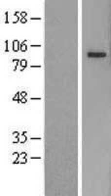 Western Blot: PCDHB5 Overexpression Lysate (Adult Normal) [NBL1-14162] Left-Empty vector transfected control cell lysate (HEK293 cell lysate); Right -Over-expression Lysate for PCDHB5.
