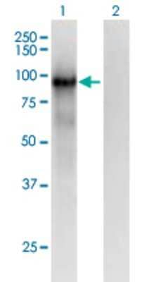 Western Blot: PCDHB6 Antibody (2G11) [H00056130-M01] - Analysis of PCDHB6 expression in transfected 293T cell line by PCDHB6 monoclonal antibody (M01), clone 2G11.Lane 1: PCDHB6 transfected lysate (Predicted MW: 87.34 KDa).Lane 2: Non-transfected lysate.