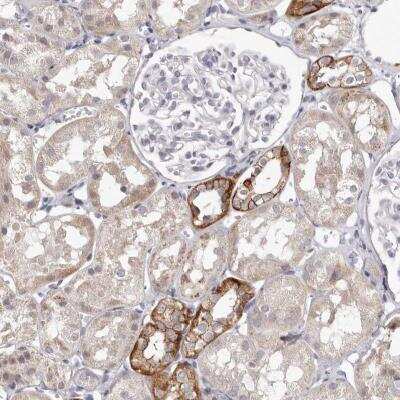 Immunohistochemistry-Paraffin: PCDHB6 Antibody [NBP1-80941] - Staining of human kidney shows strong cytoplasmic and membranous positivity in cells in tubules.