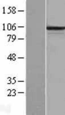 Western Blot: PCDHB6 Overexpression Lysate (Adult Normal) [NBL1-14163] Left-Empty vector transfected control cell lysate (HEK293 cell lysate); Right -Over-expression Lysate for PCDHB6.
