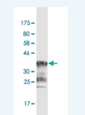 Western Blot: PCDHGA1 Antibody (1D2) [H00056114-M02] - Detection against Immunogen (36.74 KDa) .