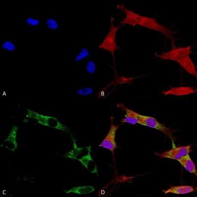 Immunocytochemistry/Immunofluorescence: PCDHGA1 Antibody (S159-5) - Pan Specific [NBP2-42207] - Immunocytochemistry/Immunofluorescence analysis using Mouse Anti-PCDHGA1 (pan) Monoclonal Antibody, Clone S159-5 (NBP2-42207). Tissue: Neuroblastoma cells (SH-SY5Y). Species: Human. Fixation: 4% PFA for 15 min. Primary Antibody: Mouse Anti-PCDHGA1 (pan) Monoclonal Antibody (NBP2-42207) at 1:100 for overnight at 4C with slow rocking. Secondary Antibody: AlexaFluor 488 at 1:1000 for 1 hour at RT. Counterstain: Phalloidin-iFluor 647 (red) F-Actin stain; Hoechst (blue) nuclear stain at 1:800, 1.6mM for 20 min at RT. (A) Hoechst (blue) nuclear stain. (B) Phalloidin-iFluor 647 (red) F-Actin stain. (C) PCDHGA1 (pan) Antibody (D) Composite.