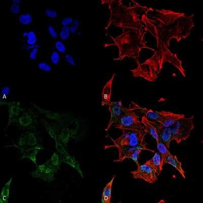 Immunocytochemistry/Immunofluorescence: PCDHGA1 Antibody (S159-5) - Pan Specific [NBP2-42207] - Immunocytochemistry/Immunofluorescence analysis using Mouse Anti-PCDHGA1 (pan) Monoclonal Antibody, Clone S159-5 (NBP2-42207). Tissue: Neuroblastoma cell line (SK-N-BE). Species: Human. Fixation: 4% Formaldehyde for 15 min at RT. Primary Antibody: Mouse Anti-PCDHGA1 (pan) Monoclonal Antibody (NBP2-42207) at 1:100 for 60 min at RT. Secondary Antibody: Goat Anti-Mouse ATTO 488 at 1:200 for 60 min at RT. Counterstain: Phalloidin Texas Red F-Actin stain; DAPI (blue) nuclear stain at 1:1000, 1:5000 for 60 min at RT, 5 min at RT. Localization: Cell Membrane, Nucleus . Magnification: 60X. (A) DAPI (blue) nuclear stain. (B) Phalloidin Texas Red F-Actin stain. (C) PCDHGA1 (pan) Antibody. (D) Composite.