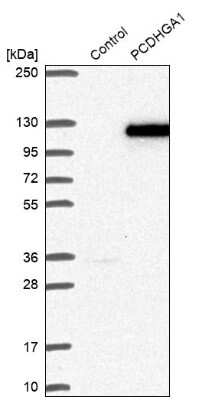 Western Blot: PCDHGA1 Antibody [NBP1-80940] - Analysis in control (vector only transfected HEK293T lysate) and PCDHGA1 over-expression lysate (Co-expressed with a C-terminal myc-DDK tag (3.1 kDa) in mammalian HEK293T cells).