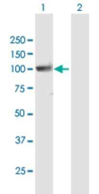Western Blot: PCDHGA10 Antibody [H00056106-B01P] - Analysis of PCDHGA10 expression in transfected 293T cell line by PCDHGA10 polyclonal antibody.  Lane1:PCDHGA10 transfected lysate(93.5 KDa). Lane2:Non-transfected lysate.