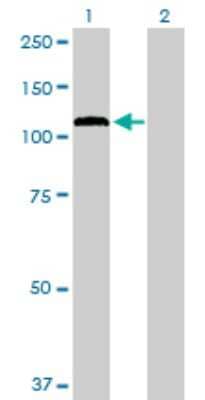 Western Blot PCDHGA12 Antibody - Azide and BSA Free