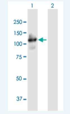 Western Blot: PCDHGA4 Antibody [H00056111-B01P-50ug] - Analysis of PCDHGA4 expression in transfected 293T cell line  (H00056111-T01) by PCDHGA4 MaxPab polyclonal antibody.  Lane 1: PCDHGA4 transfected lysate(102.41 KDa). Lane 2: Non-transfected lysate.