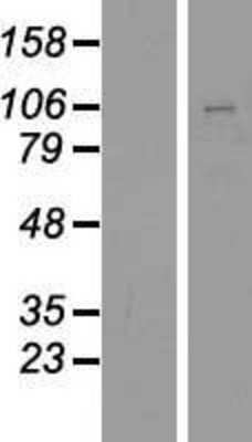 Western Blot: PCDHGB4 Overexpression Lysate (Adult Normal) [NBP2-09794] Left-Empty vector transfected control cell lysate (HEK293 cell lysate); Right -Over-expression Lysate for PCDHGB4.